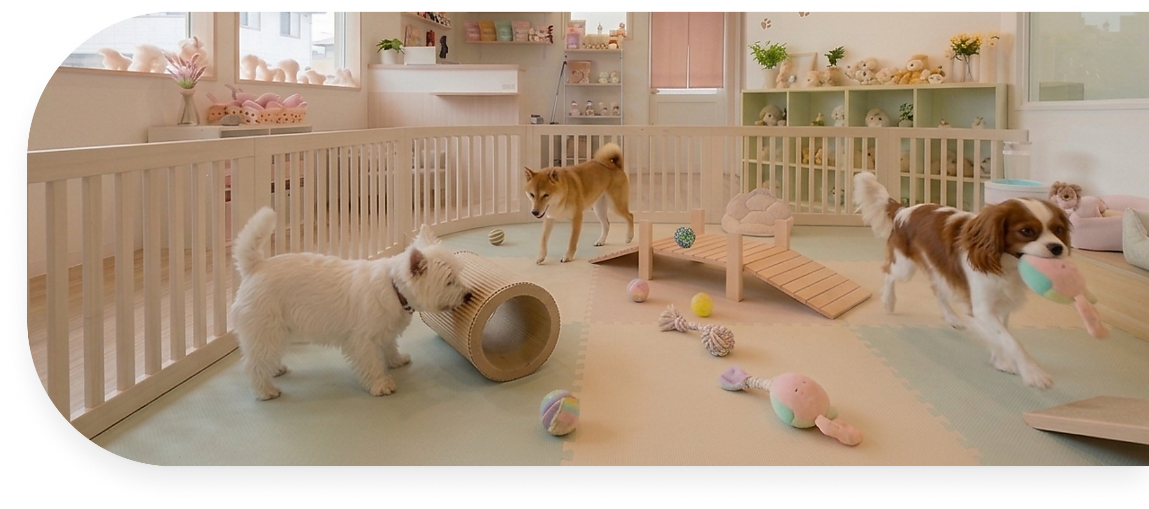 ドッグサークルで三匹の犬が遊んでいる